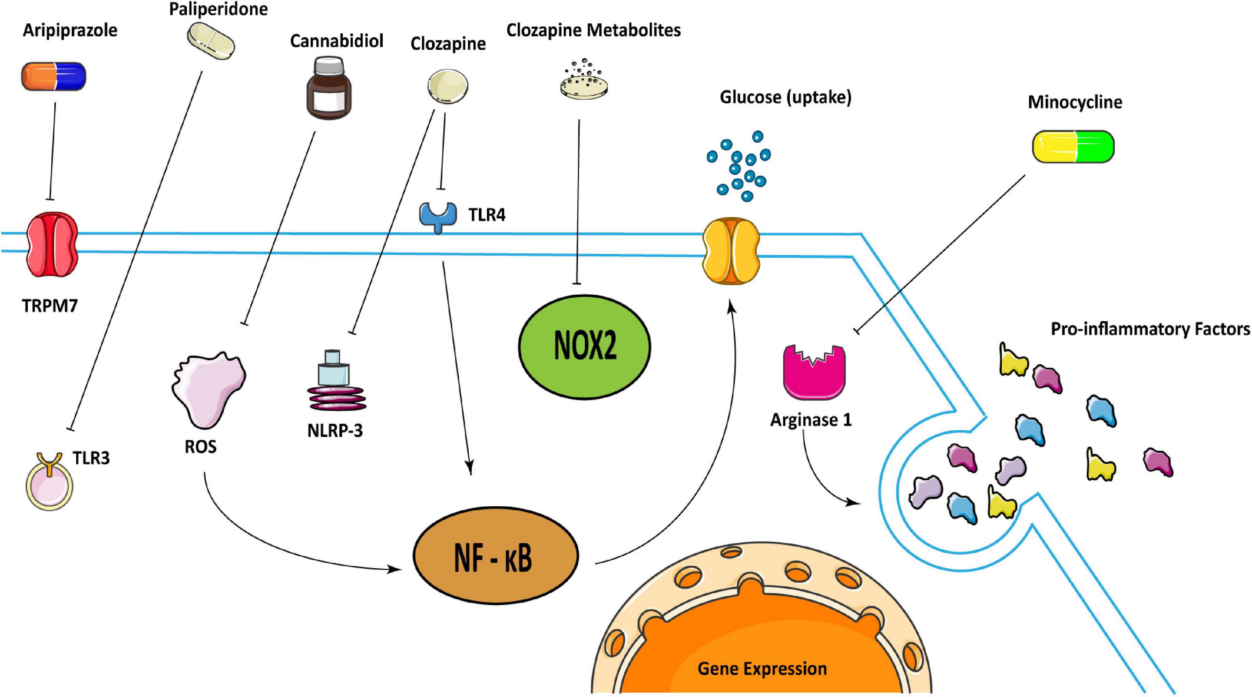 New insight in the cross-talk between microglia and schizophrenia: From the perspective of neurodevelopment